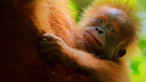 Secret Lives of Orangutans (2024)