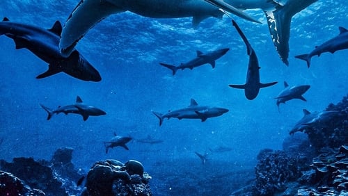 Sharks: Predators of the Deep (2024)