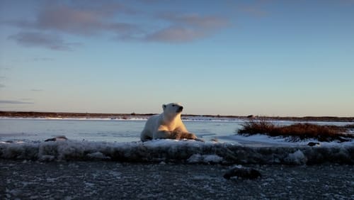 Wonders of the Arctic 3D (Short 2014)