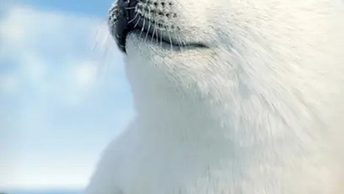 The Secret Life of Seals (2022)