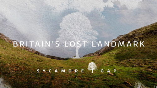 Sycamore Gap: Britain’s Lost Landmark (2025)