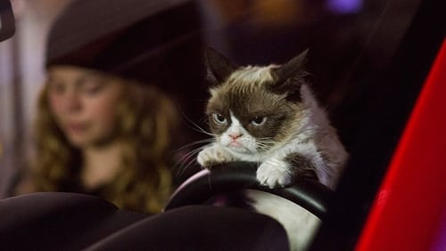 Grumpy Cat's Worst Christmas Ever (TV Movie 2014)