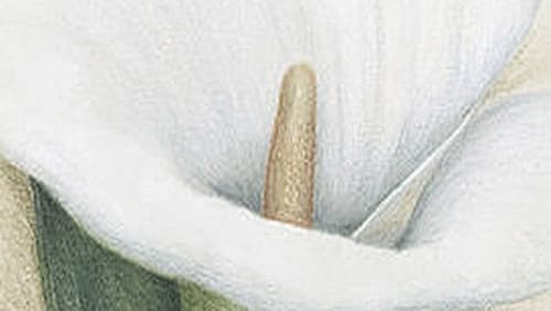 Calla Lily (2015)