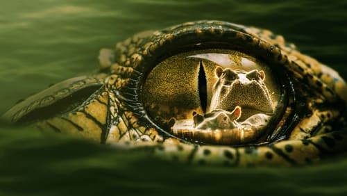 Hippo vs Croc (2014)