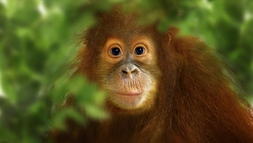 "National Geographic Specials" Operation Orangutan (TV Episode 2015)