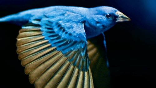 The Messenger (2015)