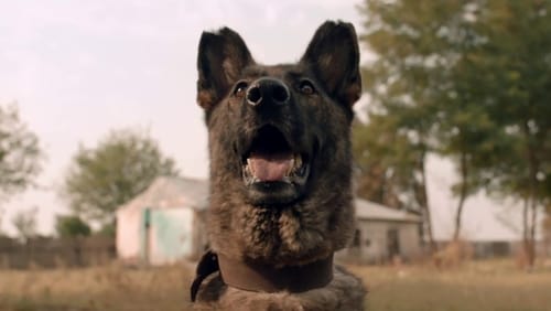 Câini (2016)