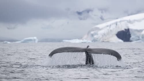 Speechless: The Polar Realm (Short 2015)
