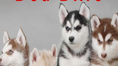 Dog Days (TV Movie 2016)
