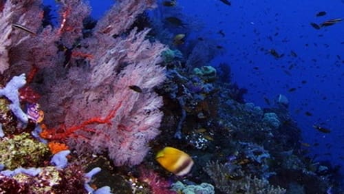 Wild Window: Coral Kingdoms (2016)