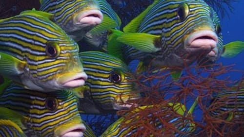 Wild Window: Bejeweled Fishes (2016)