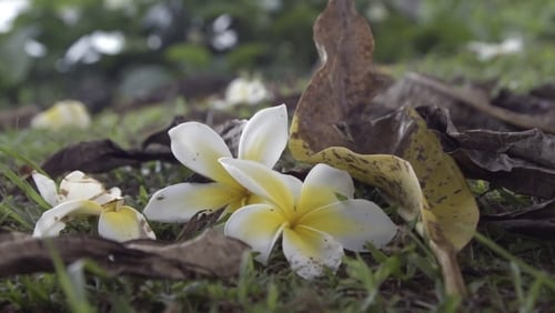 Ram Dass, Going Home (Short 2017)
