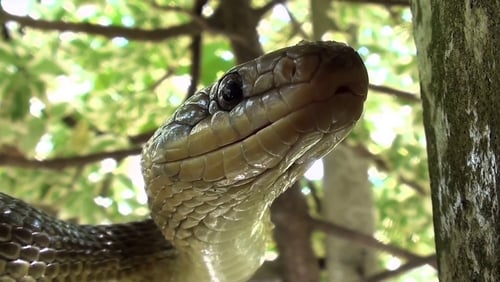 The Secret Life of Snakes (TV Movie 2016)