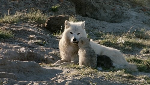 White Wolves: Ghosts of the Arctic (Video 2017)