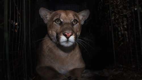 The Mountain Lion and Me (2018)